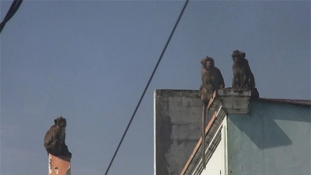 Bắn thuốc mê di dời đàn khỉ đuôi dài đại náo trong khu dân cư - Ảnh 3.