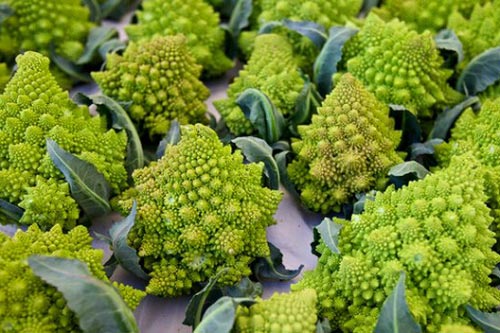 Học cách trồng súp lơ hình xoắn ốc đẹp mắt ai cũng mê