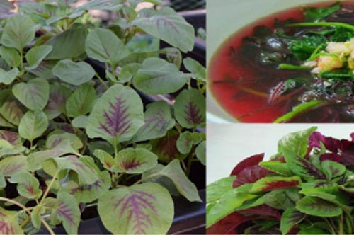 Kỹ thuật trồng rau dền khoang tại nhà vừa có rau ăn vừa làm cây thuốc cực tốt
