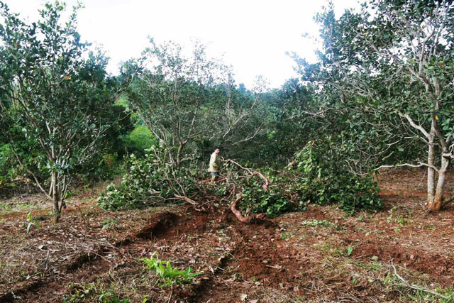 Có được chuyển đất trồng cây lâu năm sang đất nông nghiệp khác?