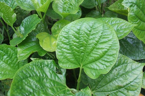 Điều bắt buộc bạn phải biết khi sử dụng lá lốt chữa bệnh