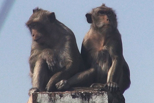 TPHCM: Bắn thuốc mê di dời đàn khỉ đuôi dài "đại náo" trong khu dân cư