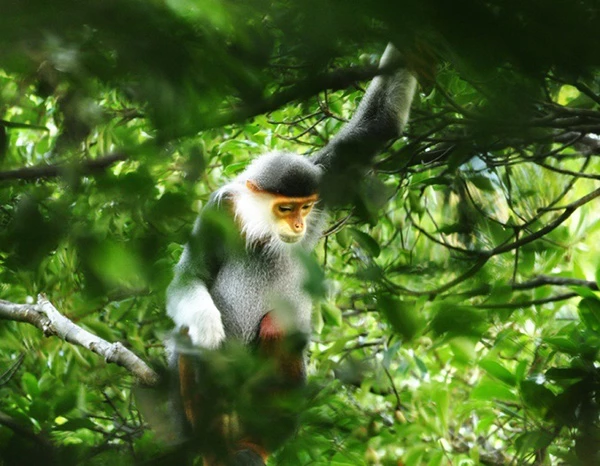 Voọc Chà vá chân nâu (Pygathrix nemaeus) được lực lượng quản lý bảo vệ rừng chuyên trách của BQL Rừng đặc dụng Bà Nà - Núi Chúa liên tiếp phát hiện trong các đợt kiểm tra rừng đầu năm 2021