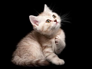 Năm 2021, 12 con giáp đặc biệt may mắn ở phương diện nào?