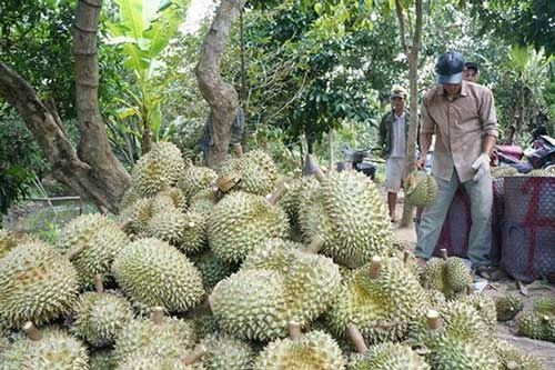 Trung Quốc là thị trường tiêu thụ sầu riêng tươi nhiều nhất của Việt Nam. Ảnh minh họa: NLĐ.