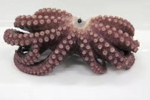 Phát hiện bạch tuộc 9 vòi hiếm có ở bờ biển Nhật Bản