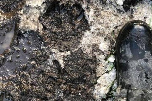 Bí ẩn dấu chân khổng lồ của mèo lớn ở vùng đất cổ kính xứ Wales