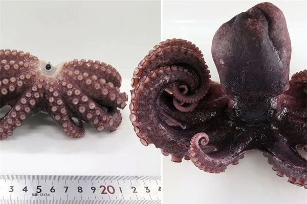 Phát hiện bạch tuộc 9 vòi hiếm có ở bờ biển Nhật Bản
