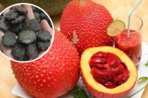 Hạt gấc là vị thuốc quý, dùng đúng cách có thể trị 4 bệnh quen thuộc