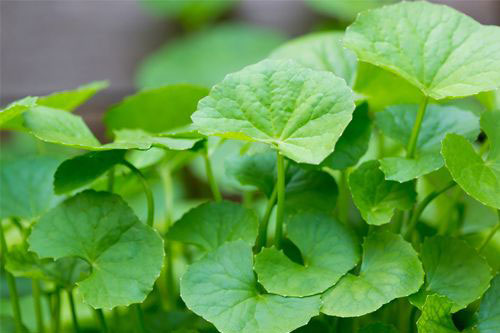 Rau má nếu dùng không đúng cách sẽ hại sức khỏe