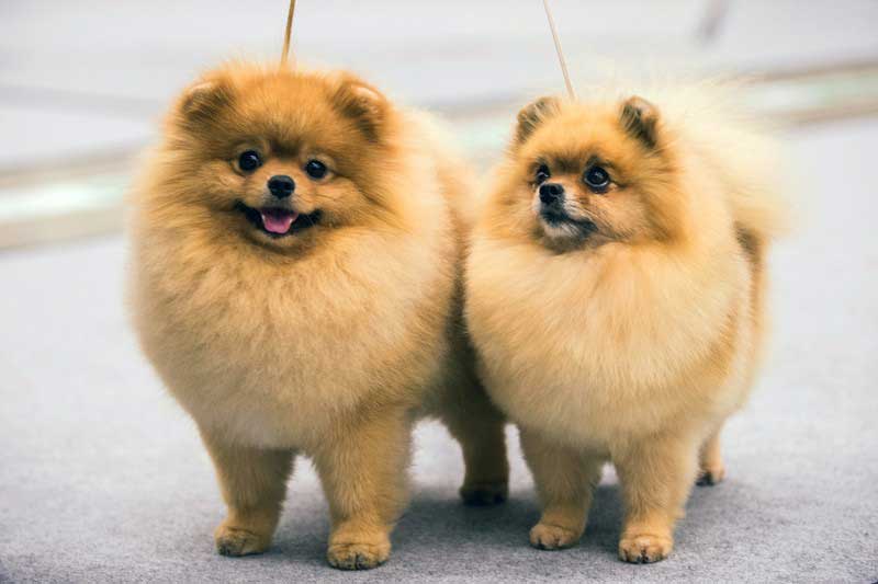 Top 4 con giáp 'hút cạn lộc trời', dễ giàu bất thình lình trong 2 ngày cuối tuần này