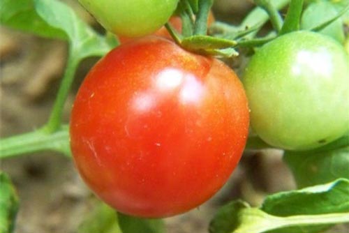 Mách chị em cách chọn cà chua chín tự nhiên, không giấm thuốc