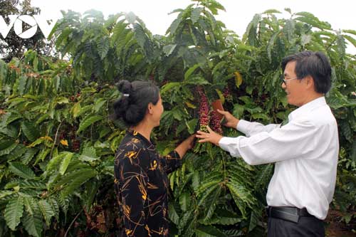 Cà phê Việt Nam hướng mục tiêu xuất khẩu 6 tỷ USD năm 2030