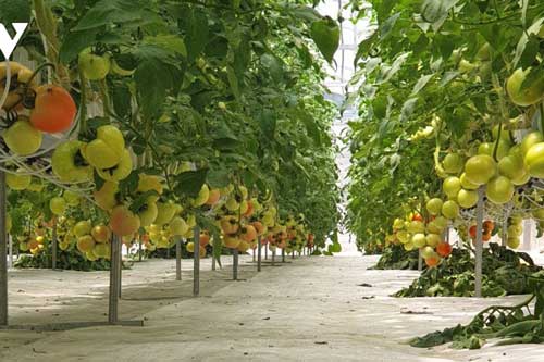 Gỡ khó nông nghiệp đô thị ở TPHCM