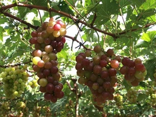 Những đối tượng cấm kỵ ăn nho nếu không muốn gặp bác sĩ