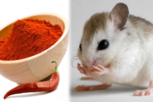 Rắc loại gia vị này quanh bếp, cả đàn chuột 'một đi không trở lại'