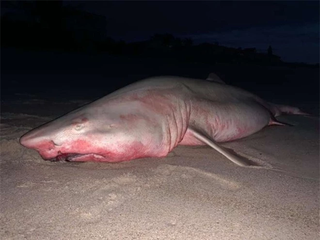 Cá mập khổng lồ chết dạt bờ với tấm thân nhuộm đỏ, nhưng danh tính thủ phạm mới là thứ gây bất ngờ - Ảnh 1.
