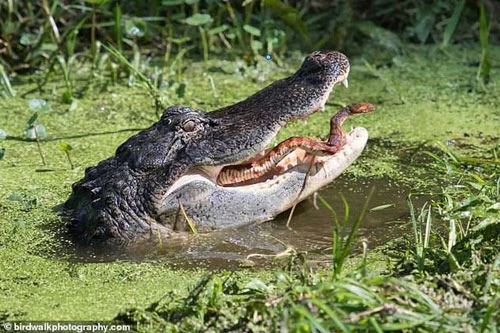 Con rắn suýt trở thành bữa trưa ngon lành của cá sấu. 