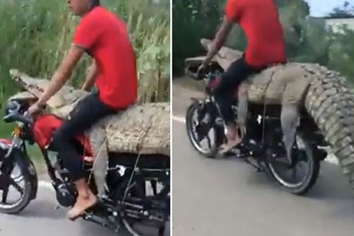 Người đàn ông ngồi lên lưng cá sấu trên xe máy phóng giữa đường