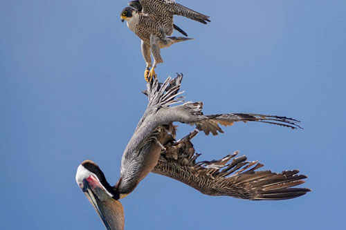Bồ nông 've vãn' quanh tổ, chim ưng điên tiết đáp trả bằng đòn hiểm