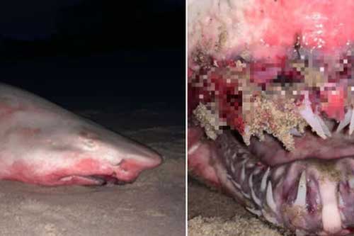 Cá mập khổng lồ chết dạt bờ với tấm thân nhuộm đỏ, nhưng danh tính thủ phạm mới là thứ gây bất ngờ