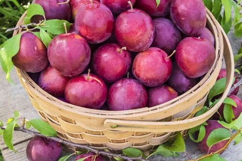 7 món ăn vặt giúp bạn ngăn ngừa ung thư hiệu quả