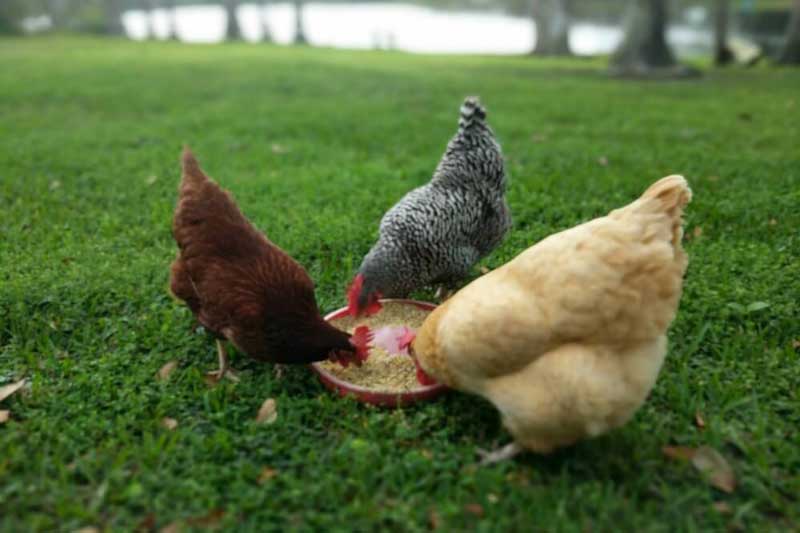 Top 3 con giáp tài lộc nhân đôi, dễ gặp may mắn đủ đường, làm gì cũng hanh thông trong 15 ngày cuối năm 2020