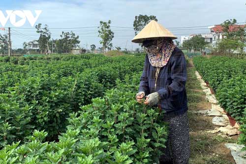 Vượt qua bão lũ, những làng hoa xứ Huế rộn ràng vào Xuân