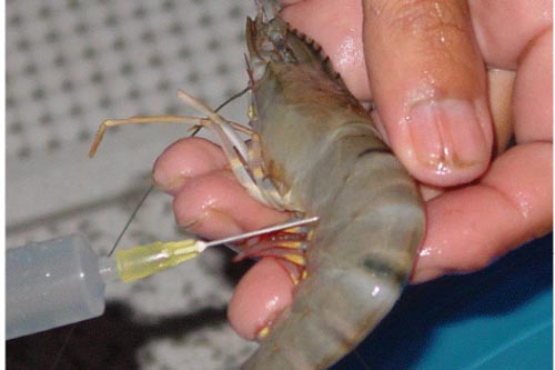 Dấu hiệu nhận biết hải sản bơm, tẩy hóa chất