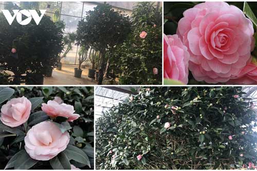 Chi tiền triệu mua hoa trà chơi Tết