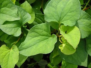 Sạch mụn, giảm lão hóa da với rau diếp cá