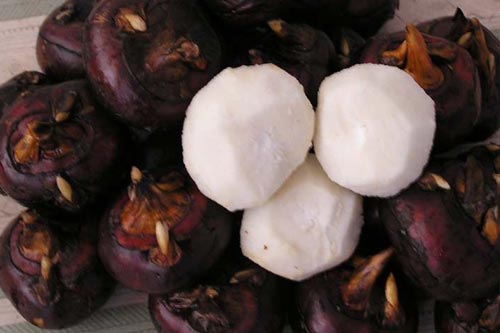 Tác dụng chữa bệnh cực hiệu quả của củ mã thầy