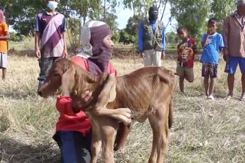 Dân làng Thái Lan đổ xô đến chạm vào bê đột biến 5 chân để cầu may