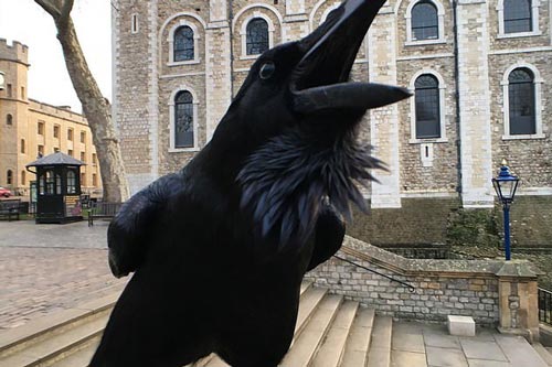 Quạ 'nữ hoàng' nổi tiếng trên Tháp London biến mất bí ẩn