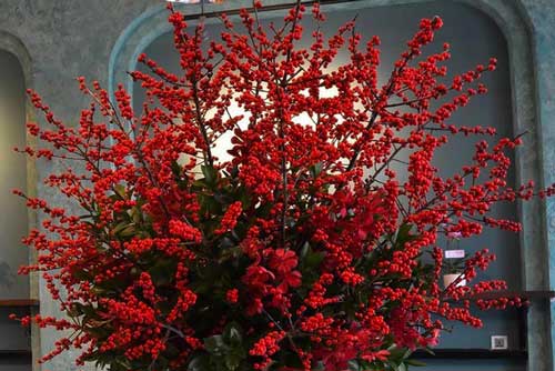 Giới nhà giàu Việt "đốt" hàng chục triệu đồng mua đào đông đỏ chơi Tết