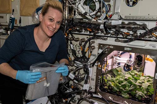 Phi hành gia ISS lần đầu ăn rau củ trồng ngoài Trái Đất