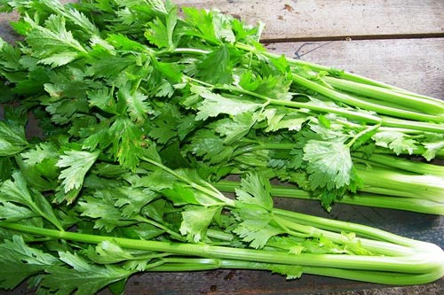 Vóc dáng hoàn hảo chỉ với 5 loại thảo mộc dễ kiếm