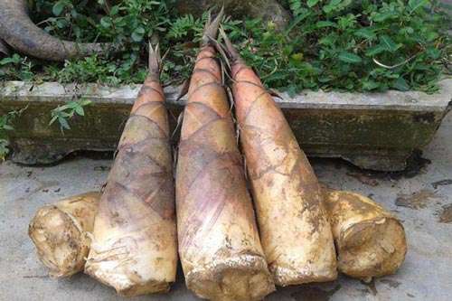 Lợi ích sức khỏe của măng tre bạn chưa biết