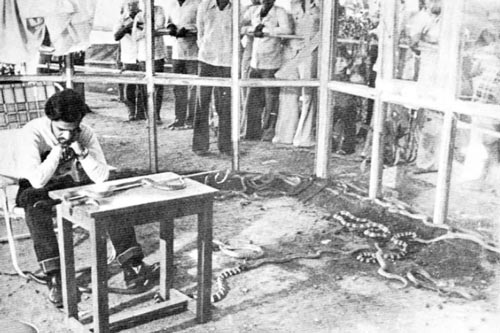 Sự thật đằng sau chuyện người đàn ông dành 72 giờ với 72 con rắn độc