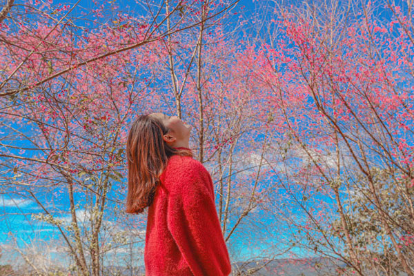 Đà Lạt đẹp mơ màng trong những ngày mai anh đào nở