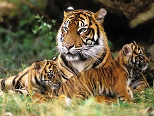 Năm 2021, 4 con giáp này dễ phát tài phát lộc, muốn nghèo cũng khó