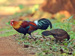 Sau ngày 23/12 Âm lịch, 3 con giáp này dễ giàu nhanh bất ngờ khiến thiên hạ ghen tỵ