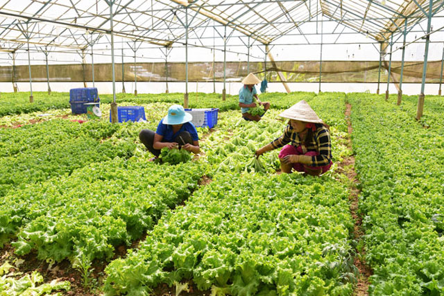 Lâm Đồng cung ứng gần 800.000 tấn rau cho thị trường Tết