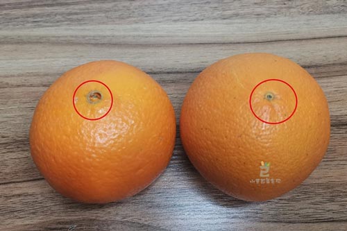Chẳng cần cầu kỳ, muốn mua cam ngon mọng nước cứ nhìn vào 3 dấu hiệu đặc trưng