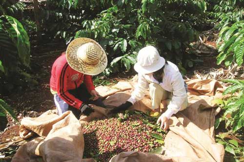 Sản xuất và xuất khẩu cà phê vẫn gặp khó