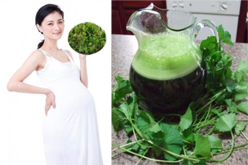 Những người không nên ăn rau má kẻo ‘rước họa vào thân’