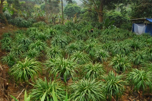 80 triệu đồng 1 chậu hoa địa lan Trần Mộng Sa Pa chơi Tết - 1 80 triệu đồng 1 chậu hoa địa lan Trần Mộng Sa Pa chơi Tết - 1