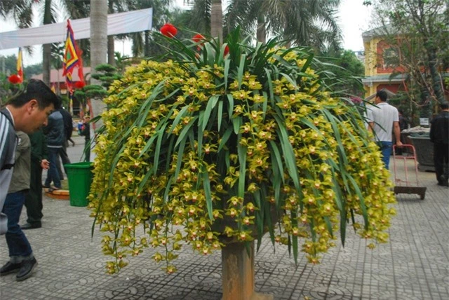 80 triệu đồng 1 chậu hoa địa lan Trần Mộng Sa Pa chơi Tết - 2 80 triệu đồng 1 chậu hoa địa lan Trần Mộng Sa Pa chơi Tết - 2