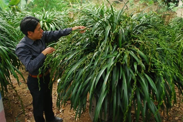 80 triệu đồng 1 chậu hoa địa lan Trần Mộng Sa Pa chơi Tết   - 3