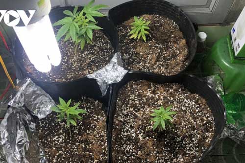 Thừa Thiên - Huế: Mua hạt cần sa về nhà "trồng thử"